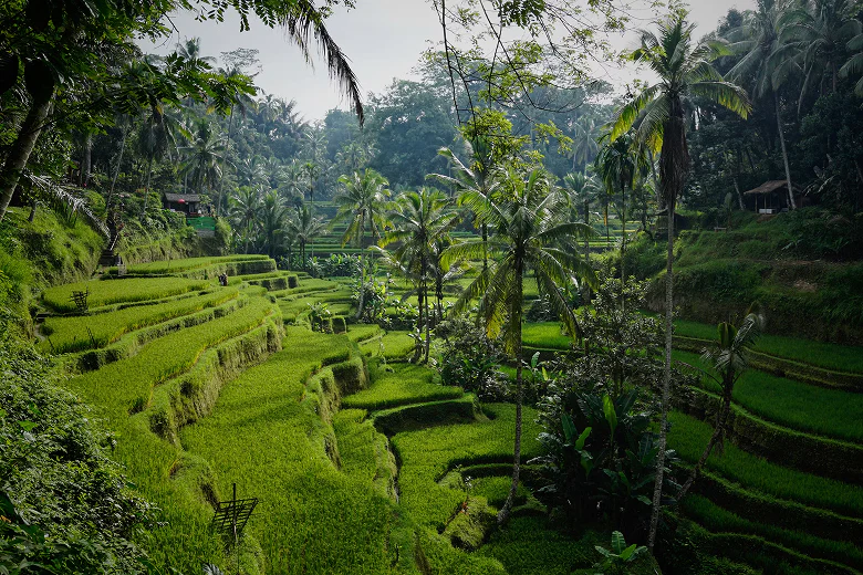 Uma foto de Ubud, Indonésia
